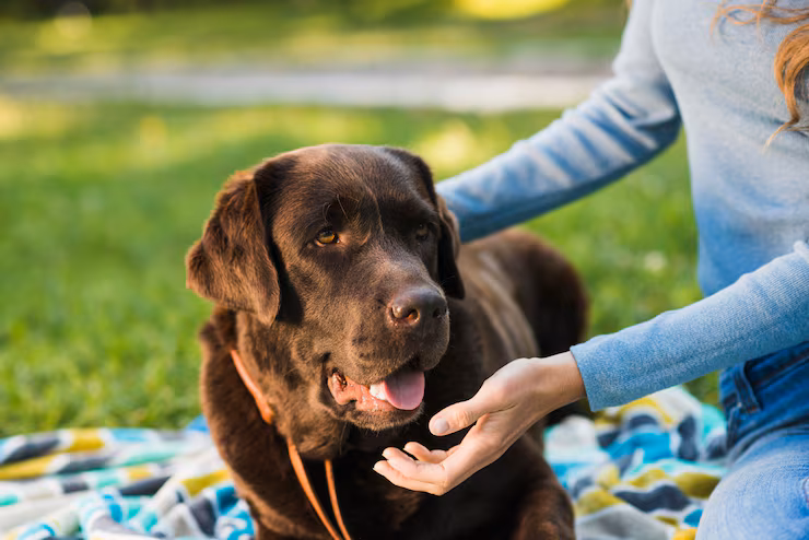 Perro - Nuestro Compromiso
