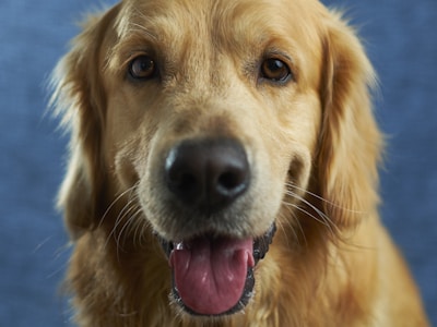 Labrador feliz